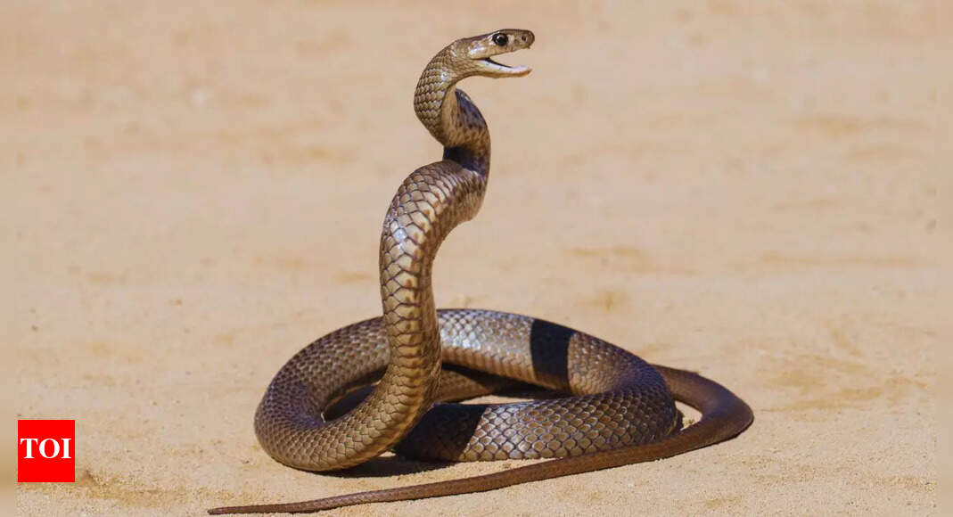 Kaal Sarp Dosh in Horoscope: What it is, how it impacts life, and remedies