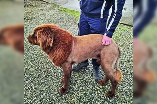 Irish police got a call about a lion. It was actually a dog named mouse