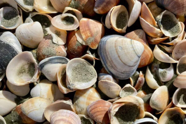 A 480-million-year-old fossil changes what we know about the origin of parasites