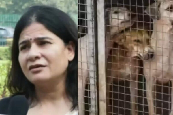‘Going to be a nightmare in country’: Animal rights activist fumes over SC directive to remove stray dogs from all institutions | Delhi News
