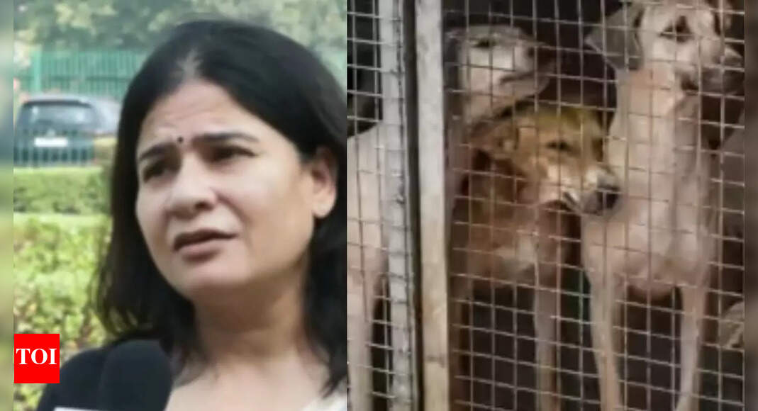 ‘Going to be a nightmare in country’: Animal rights activist fumes over SC directive to remove stray dogs from all institutions | Delhi News