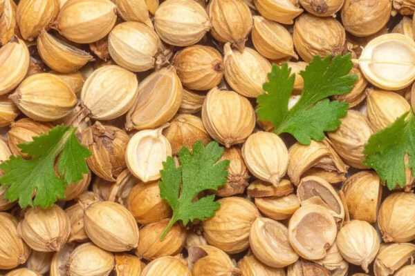 How a daily glass of coriander seed water may ease bloating naturally |