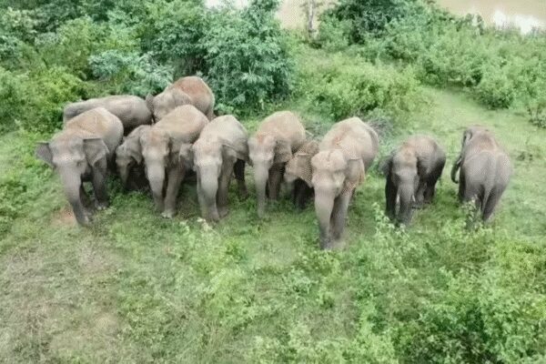 Elephants trample man to death, cause havoc day after at funeral | India News