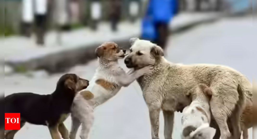 MCD: Institution heads must first prevent entry | India News