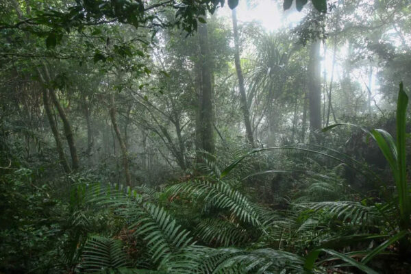 Top rainforests in the world and why they’re crucial for our planet’s survival | World News