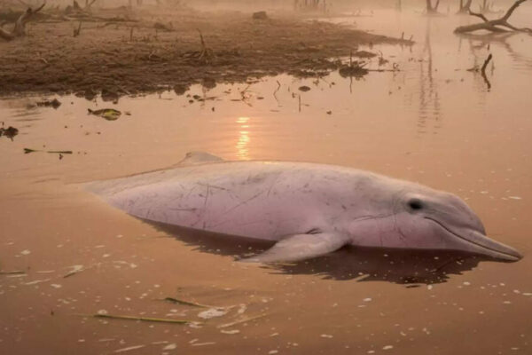 Hundreds of Amazon dolphins were boiled to death after lake temperatures surged to hot-tub levels