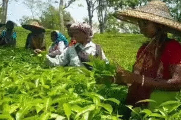 Sustainability push: Tea Board urges strict food safety compliance; new code promotes eco-friendly pest control and worker welfare