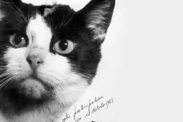 Meet Felicette: France’s first cat in space and historic feline astronaut