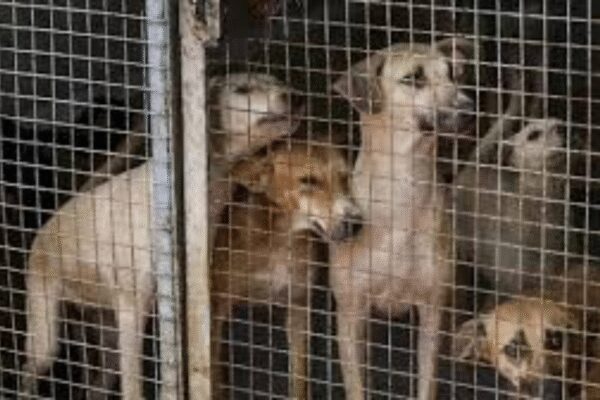People stage protest at India Gate over SC’s order to remove stray dogs from hospitals, schools, railways and bus stations | India News