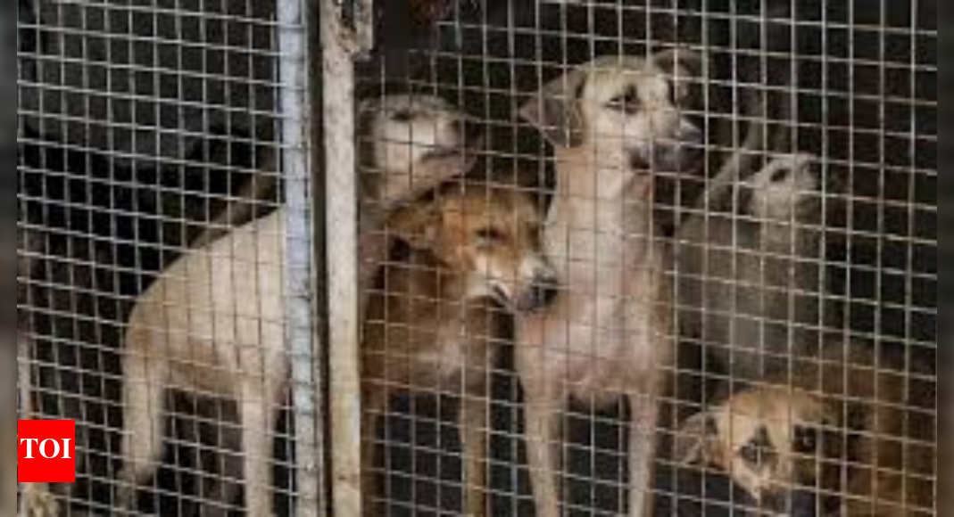 People stage protest at India Gate over SC’s order to remove stray dogs from hospitals, schools, railways and bus stations | India News