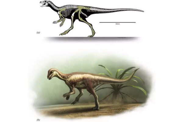 Cat-sized dinosaur discovered in Colorado offers clues to how small species survived the Jurassic