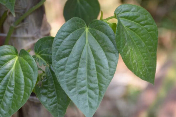 7 health benefits of betel leaves: How they support blood sugar levels, oral health, liver protection, and more |