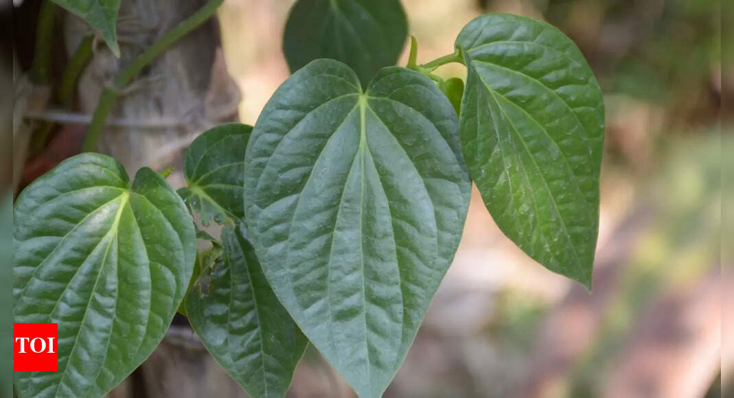 7 health benefits of betel leaves: How they support blood sugar levels, oral health, liver protection, and more |
