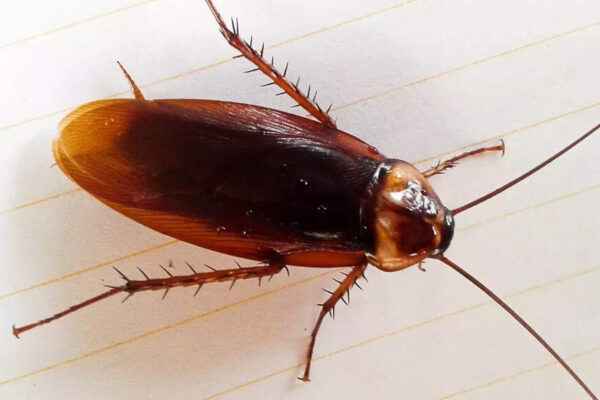 Cockroaches are secretly polluting your indoor air: Why pest control matters for clean and healthy homes |