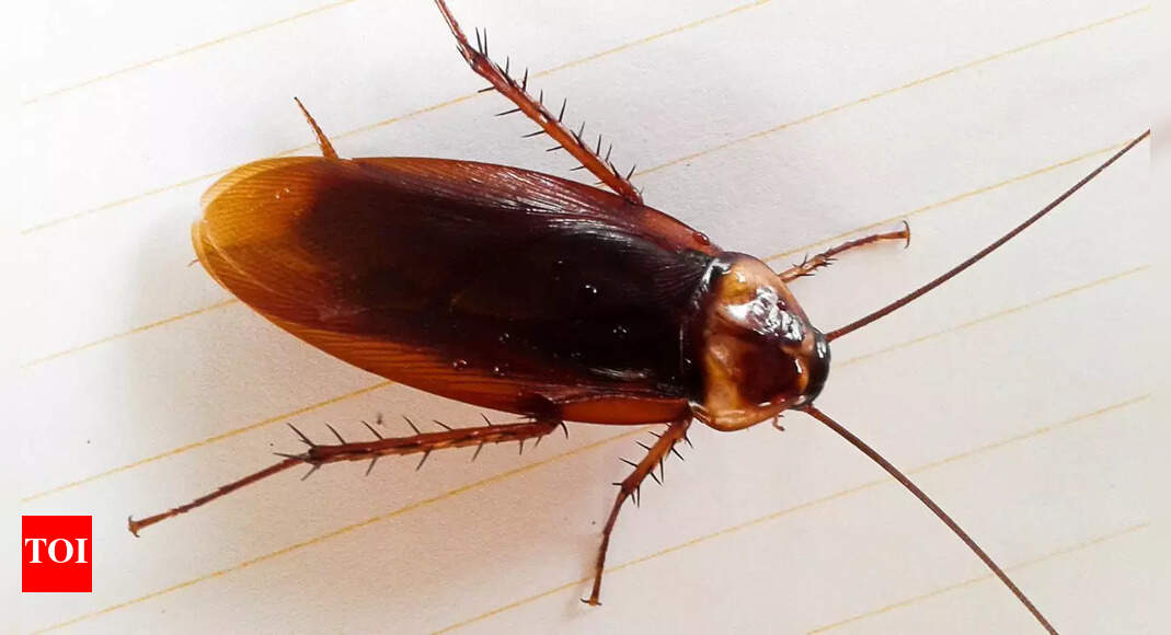 Cockroaches are secretly polluting your indoor air: Why pest control matters for clean and healthy homes |