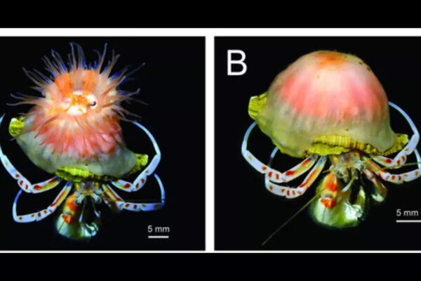 Scientists discover a new pink Sea Anemone that builds and expands shells for hermit crabs