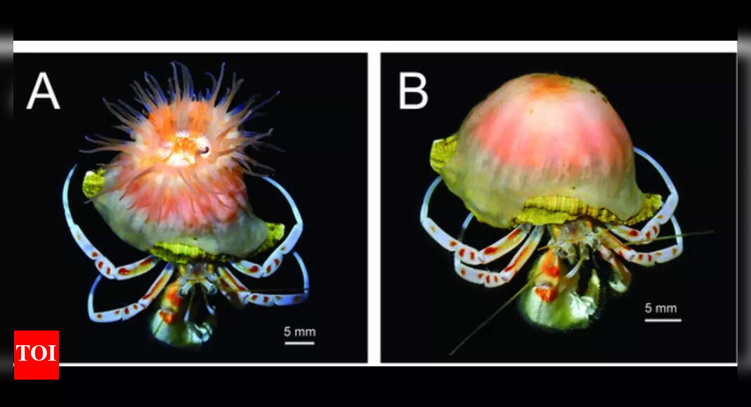Scientists discover a new pink Sea Anemone that builds and expands shells for hermit crabs