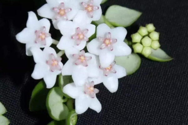 Rare Hoya species discovered in Arunachal Pradesh forests for the first time in India; here’s what makes these plants special