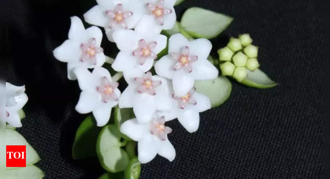 Rare Hoya species discovered in Arunachal Pradesh forests for the first time in India; here’s what makes these plants special