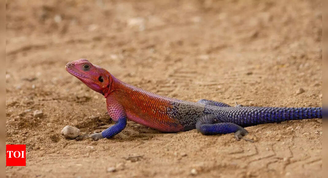 Meet the ‘Spider-Man lizard’: The science behind the Mwanza flat-headed rock agama’s superhero colours |