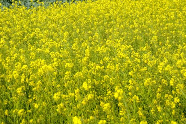 Scientists seeks government’s intervention in securing fair deal for farmers over the Global South’s genetic resources at global forum | India News