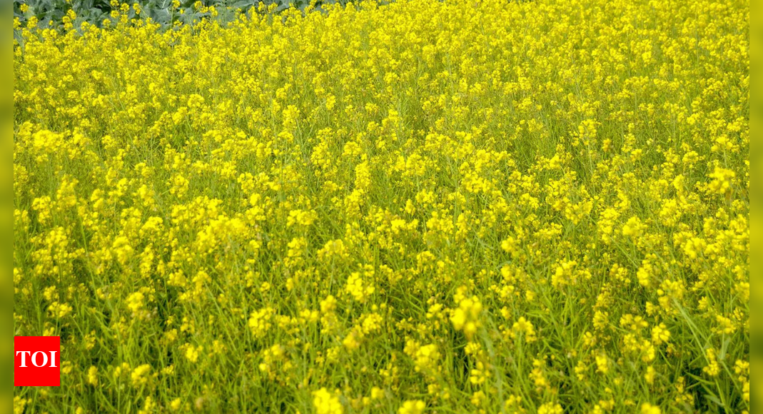 Scientists seeks government’s intervention in securing fair deal for farmers over the Global South’s genetic resources at global forum | India News