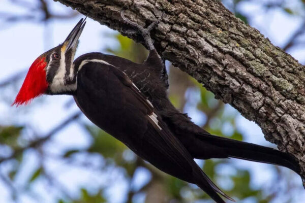 Woodpeckers as nature’s living hammers: How they use their whole body to deliver powerful, injury-free pecking |