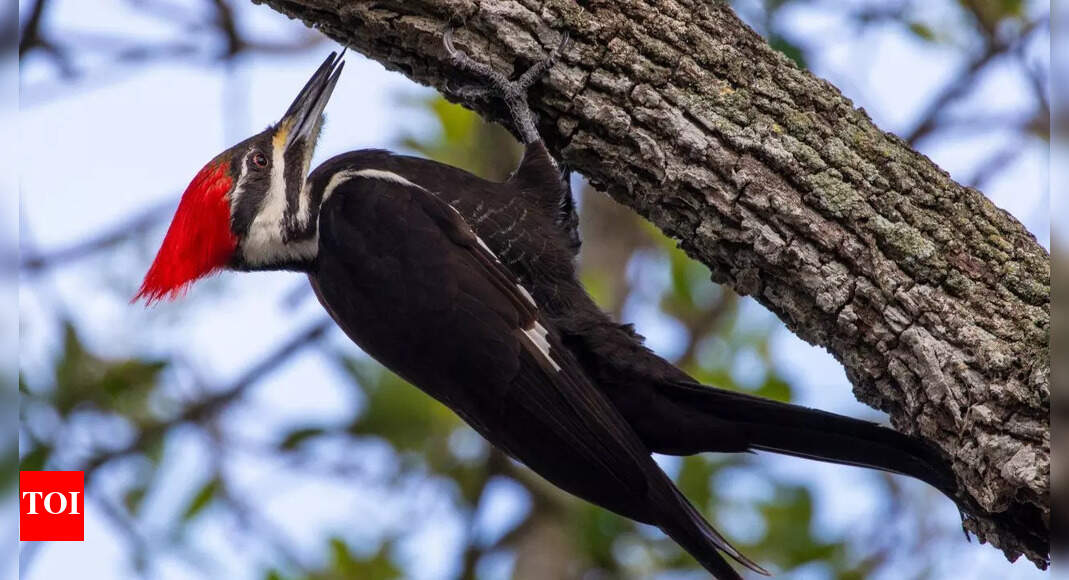 Woodpeckers as nature’s living hammers: How they use their whole body to deliver powerful, injury-free pecking |