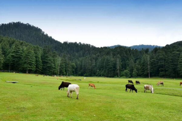 Which place is known as the Switzerland of India? Exploring the cultural and natural charm of Khajjiar |