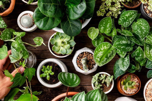 5 Plants That Attract Good Luck and Wealth