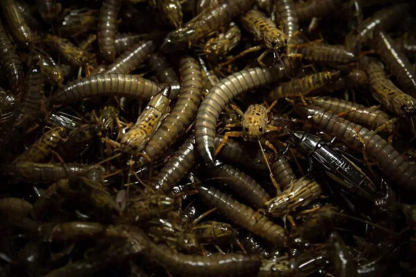 NASA explores mealworms and crickets as the next astronaut food source