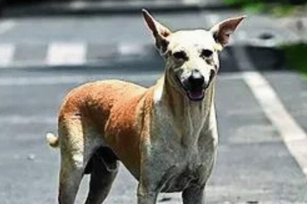 Wife’s love for stray dogs has caused stress, led to erectile dysfunction, man tells HC, seeks divorce | India News