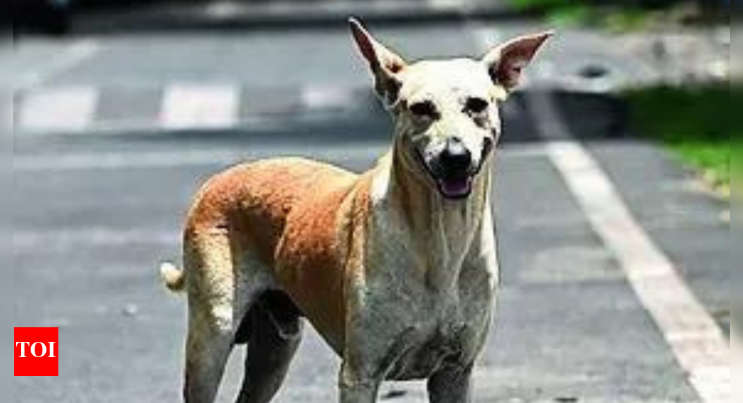 Wife’s love for stray dogs has caused stress, led to erectile dysfunction, man tells HC, seeks divorce | India News