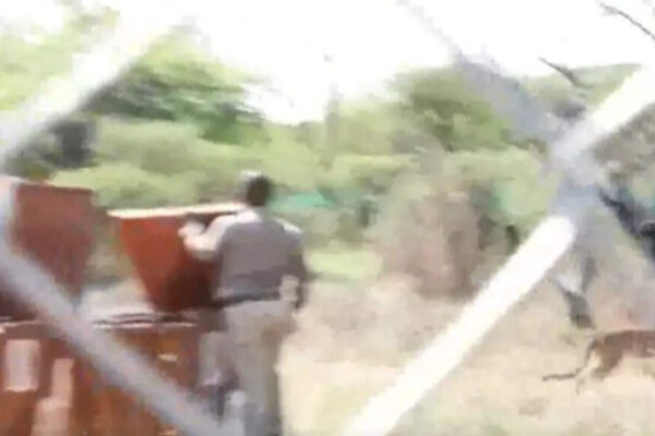 Botswana has gifted eight cheetahs to India, bolstering the nation’s ambitious Project Cheetah. President Droupadi Murmu accepted the animals, a mix of adults and sub-adults, at Mokolodi Nature Reserve. These majestic cats will soon join others at Kuno National Park, aiding the restoration of the species in its historic Indian homeland. This initiative underscores a shared commitment to wildlife conservation. . NEW DELHI: Botswana formally handed over eight cheetahs to India on Thursday at the Mokolodi Nature Reserve during president Droupadi Murmu’s state visit.The cheetahs, a mix of adults and sub-adults, were brought to the reserve from Ghanzi town in the Kalahari desert. Two of the eight cheetahs were released into a quarantine enclosure as part of the handover event. Project Cheetah Boost: President Murmu, Duma Boko Attend Handover in GaboroneBotswana’s president Duma Gideon Boko, was also present on the occasion. Wildlife officials from both countries briefed the presidents about the transfer process.  Speaking at the event, president Murmu said the gift reflected Botswana’s strong commitment to wildlife conservation. “These cheetahs will join their brothers and sisters in India’s Kuno National Park, helping us to restore the species in its historical habitat,” she said. President Boko added that Botswana was glad to support efforts to rebuild India’s cheetah population. All eight cheetahs will remain under quarantine in Botswana before being flown to India in the coming weeks. The animals will join the project Cheetah initiative at Kuno National Park in Madhya Pradesh. India began reintroducing cheetahs in 2022, when eight were brought from Namibia. Twelve more came from South Africa in 2023. Since then, India has recorded 27 cheetahs, including 16 born on Indian soil. While 19 have died due to various causes, 26 cubs have been born so far.About the AuthorTOI News DeskThe TOI News Desk comprises a dedicated and tireless team of journalists who operate around the clock to deliver the most current and comprehensive news and updates to the readers of The Times of India worldwide. With an unwavering commitment to excellence in journalism, our team is at the forefront of gathering, verifying, and presenting breaking news, in-depth analysis, and insightful reports on a wide range of topics. The TOI News Desk is your trusted source for staying informed and connected to the ever-evolving global landscape, ensuring that our readers are equipped with the latest developments that matter most.”Read MoreEnd of ArticleFollow Us On Social MediaVideosProject Cheetah Boost: President Murmu, Duma Boko Attend Handover in GaboroneDramatic Drone Chase Catches Attacker Who Fled Amravati Wedding After Stabbing Groom With KnifeIndian Air Force Opens Nyoma Airbase In Ladakh, A Strategic Game-Changer Along The China FrontierS Jaishankar Meets Anita Anand Amid Khalistan Protests at G7 As India and Canada Aim To Rebuild Ties’Foolish, Self-Defeating’: Sheikh Hasina Slams ‘Weak Monarch’ Yunus, Sets Condition For Her ReturnDhaka Burns Ahead Of Sheikh Hasina Verdict; Yunus Govt Struggles To Contain Unrest Across BangladeshDNA Confirms Red Fort Bomber Was J&K Doctor; Turkey Handler ‘Ukasa’ Orchestrated PlotMarco Rubio Praises India’s Handling Of Delhi Red Fort Blast Probe, Says India Doesn’t Need US HelpTerrifying CCTV Captures Delhi’s Red Fort Blast; Vehicles Erupt in Fireball’Terror May Strike Our Cities…’: Netanyahu Expresses Solidarity With India After Delhi Blast123PhotostoriesMadhuri Dixit’s iconic fashion moments that transformed Bollywood style foreverMumbai’s Rs 2,682-Crore Eastern Freeway Extension Promises Signal-Free Ride from South Mumbai to Thane8 adorable and most popular dog breeds in India you’ll fall in love with, instantly!10 foods that reduce gas and bloating naturallyDelhi’s IGI airport set for biggest makeover yet — will T3 reign supreme?Birthdate numerology: Find your lucky day, power colour and the numbers to avoidBest smoothie recipes for weight loss for men and womenChennai–Bengaluru Expressway hits roadblock: Rs 15,000-crore dream project stuck in legal mess9 Durga temples you should visit as per your Birth Date7 morning habits to encourage in kids123Hot PicksBihar Election CandidatesBihar Election ConstituenciesBihar Election 2025Gold rate todaySilver rate todayPublic Holidays NovemberBank Holidays NovemberTop TrendingMarshawn KneelandMLB Trade RumorsJosh Allen WifeCountries Education SystemMagic JohnsonBGMI 4.1 UpdateLaMelo BallKlay Thompson GirlfriendGiannis AntetokounmpoMichael Duarte Cause of Death