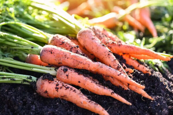 How to grow and harvest fresh and nutrient-rich carrots at home |