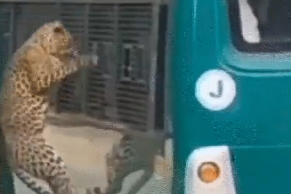 Leopard attack stuns Bengaluru safari visitors: Chennai woman bleeds as big cat strikes through bus window — watch | Bengaluru News