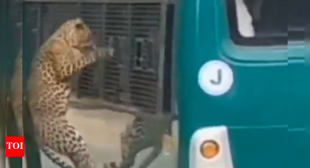 Leopard attack stuns Bengaluru safari visitors: Chennai woman bleeds as big cat strikes through bus window — watch | Bengaluru News