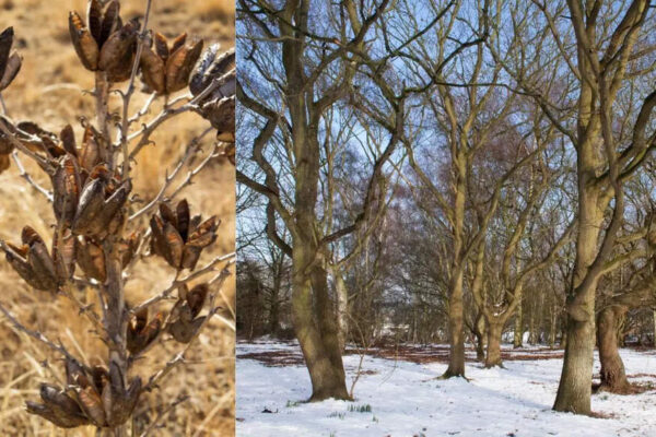 Why plants look dead when they’re not and how to bring them back |