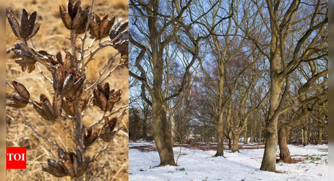 Why plants look dead when they’re not and how to bring them back |