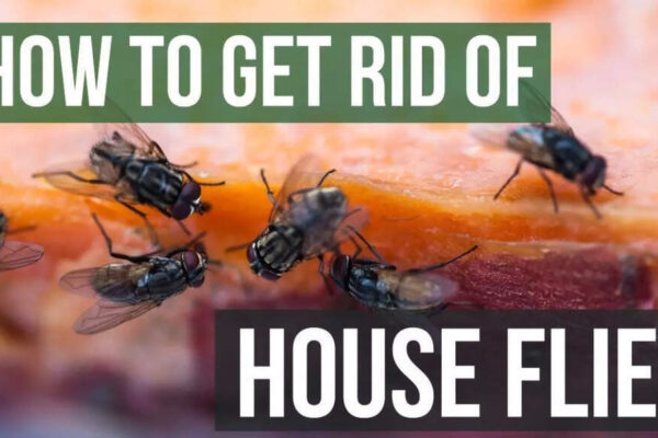 How to repel flies naturally from home: 6 smells they hate and ways to use them |