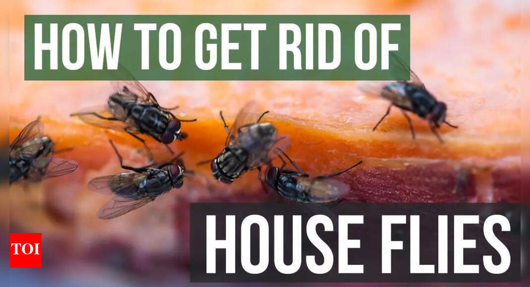 How to repel flies naturally from home: 6 smells they hate and ways to use them |