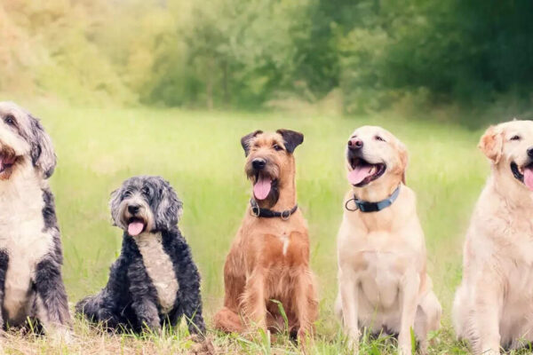Dogs were travelling the world with humans over 10,000 years ago, with surprisingly diverse forms