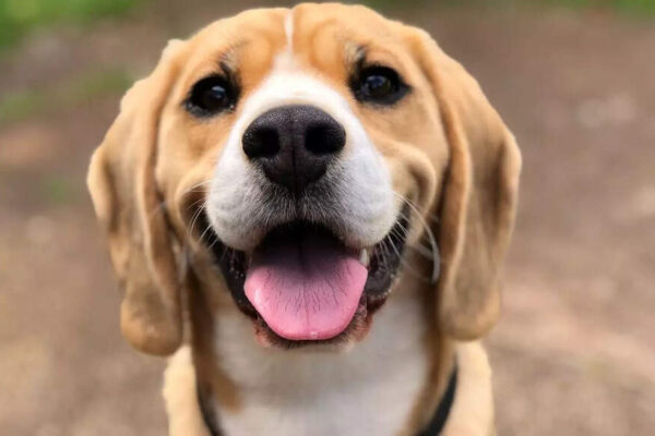 6 health conditions dogs can detect with their extraordinary sense of smell |