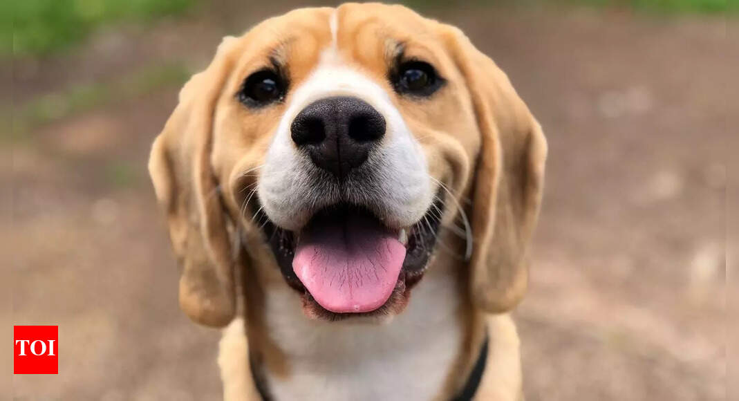 6 health conditions dogs can detect with their extraordinary sense of smell |