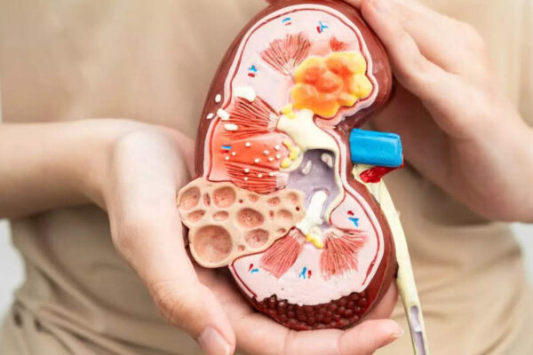 Kidney failure reversed without any drugs in mice – could humans be next? |