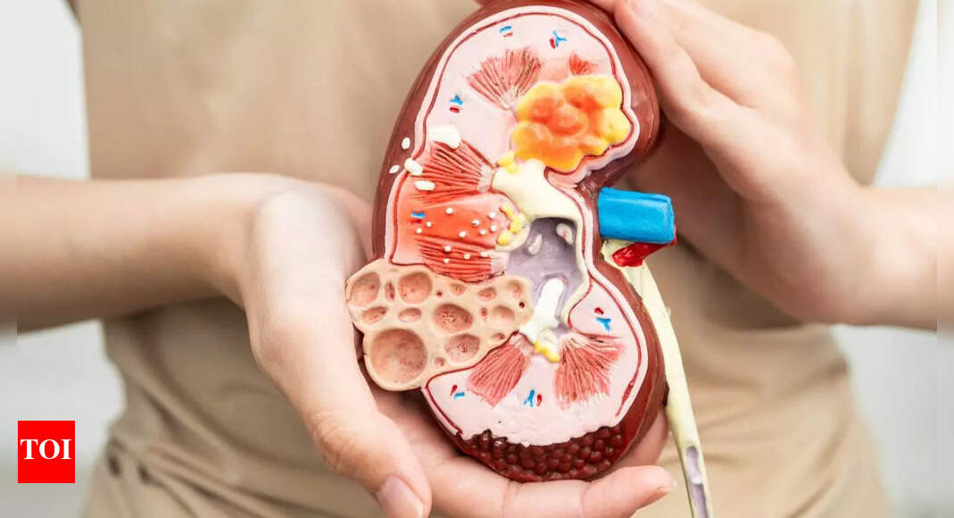 Kidney failure reversed without any drugs in mice – could humans be next? |