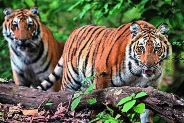 The Supreme Court is set to hear a plea to lift a seven-year-old stay on a CBI probe into tiger poaching in Corbett Tiger Reserve. The probe had suggested forest officials’ connivance with poachers. The CBI itself has sought vacation of the stay, citing preliminary findings of irregularities and cover-ups. An environmentalist argues the prolonged stay hinders dismantling poaching networks.  NEW DELHI: It is a classic case of how Supreme Court does not follow its own rulings. While it has repeatedly held any stay order in criminal matters should not continue for an unduly long time, its stay order on a CBI probe into poaching of animals in Corbett Tiger Reserve (CTR) has been in operation for the last seven years. Now, the apex court has agreed to hear a plea filed by an environmentalist from Uttarakhand seeking lifting of stay to allow CBI to complete its probe which had suggested “connivance of forest officers/officials with poachers”. Interestingly, CBI has also filed an application for vacation of order in which it mentioned the findings of a preliminary inquiry conducted by it.In this case, HC had in Sept 4, 2018 ordered a CBI probe into all poaching cases in the state in the past five years and to find out the “complicity, involvement or collusion” of serving forest department officials in these incidents after the court was informed that 40 tigers and 272 leopards have died in the state in the last two-and-half years. But the HC order was stayed by SC on Oct 22 of the same year, when it passed an ex-parte order on an appeal filed by a retired principal chief conservator of forest (wildlife) and chief wildlife warden of the state D S Khati.Appearing before a bench headed by CJI B R Gavai, advocate Govind Jee, representing environmentalist Atul Sati, mentioned the case and pleaded for early hearing. Agreeing with his plea, SC posted the hearing to Nov 17. The petitioner alleged HC passed the order after considering scientific reports submitted by Wildlife Institute of India and Wildlife Crime Control Bureau, and the prolonged stay has effectively stymied chances of detecting and dismantling the transnational, as well as trans state network, which was behind the poaching of tigers.Records of the case show that CBI also filed an application in 2023 for vacation of the order, and also mentioned the findings of its one-month probe before the stay order was passed by SC. The agency said it found various irregularities, including a deliberate attempt made by forest officials to cover up the death of a tiger.Referring to a case in which meat and skin of tiger and leopard were recovered, CBI said, “During inquiry by CBI of this case, photocopy of case records, as made available by the forest department have been scrutinised and 38 persons including forest officials, private persons and accused persons have been examined. CBI inquiry suggests the connivance of forest officers/officials with poachers.” It said the guidelines issued by National Tiger Conservation Authority (NTCA) in respect of death were not being followed in Corbett.”During inquiry, prima-facie connivance of officers/officials of forest department of Uttarakhand has emerged in some cases. Gross negligence of guidelines of NTCA by officers/officials of forest department was also seen,” it said in its report.”It is further submitted that the direction for a preliminary inquiry by CBI was passed by HC only after perusing the entire record, including the technical reports of Wildlife Institute of India, the report of the Wildlife Crime Control Bureau, and the communication issued by the head of forest force, Uttarakhand, all of which clearly indicate accountability of senior forest officials including the petitioner (Khati) himself, and in view of transnational as well as interstate nature of network of tiger poaching involved in the matter. The order, therefore, was a reasoned judicial determination founded on cogent material and appreciating the urgency, gravity as well as geographical spread of a network of tigers poachers, aimed to eliminate/ mitigate any future threat to safety of tigers,” the petition filed by Sati, said.End of ArticleFollow Us On Social MediaVideos’MMC’: PM Modi Mocks Congress After NDA’s Bihar Win; Calls It ‘Muslim League Maoist’ Party‘Abandoned Tribals To Their Fate’: PM Modi Accuses Congress Of Neglecting Tribal CommunitiesCDS General Anil Chauhan Highlights Inter-Service Jointness And Integration In Op SindoorEAM Jaishankar, Russian FM Lavrov To Hold Talks In Moscow On Nov 17 Ahead Of Putin’s India TripAir Marshal AK Bharti Reveals Why India Ended Operation Sindoor After Achieving Its Core ObjectiveWTO DG Okonjo-Iweala Lauds India’s Trade Strategy, Calls For Multilateral LeadershipPakistan Rejects Taliban Narrative And Says Rising Terror From Afghan Soil Can No Longer Be IgnoredNDA Sweeps Bihar, Nitish Kumar Prepares for 10th CM Oath; A Look Back at ‘Sushasan Babu’s’ JourneyPiyush Goyal Says India Ready For WTO Leadership, Rejects Reform Agendas Pushed By Developed NationsJ&K Police Confirm 9 Killed in Nowgam Blast After Explosives Recovered From Faridabad Blows Up123Photostories7 countries where people age beautifully (and what they teach us about longevity)5 style lessons from Michelle Obama every woman must learn5 jewellery pieces that can be made out of your mangalsutra6 ancient 10-minute yoga poses that will help sharpen memory and increase focus5 must-have pieces for a winter capsule wardrobeMahesh Babu to Priyanka Chopra: 5 best celebrity looks of the day5 easy exercises for shoulder painreliefSmelling this fragrance can instantly improve focus and supercharge the brain, and no, it’s not coffee6 easy and science-backed snacks that fight colon cancerMold Toxicity: How to recognize its symptoms that appear like a common cold123Hot PicksAlinagar Election ResultRaghopur Election ResultBihar Election Result 2025Gold rate todaySilver rate todayPublic Holidays NovemberBank Holidays NovemberTop TrendingCarey Price WifeArjun TendulkarTyreek HillsDubai Prince Sheikh Hamdan Net WorthZack RyderPat NarduzziJack DohertyWayne Gretzkys SonDak PrescottPercy Harvin