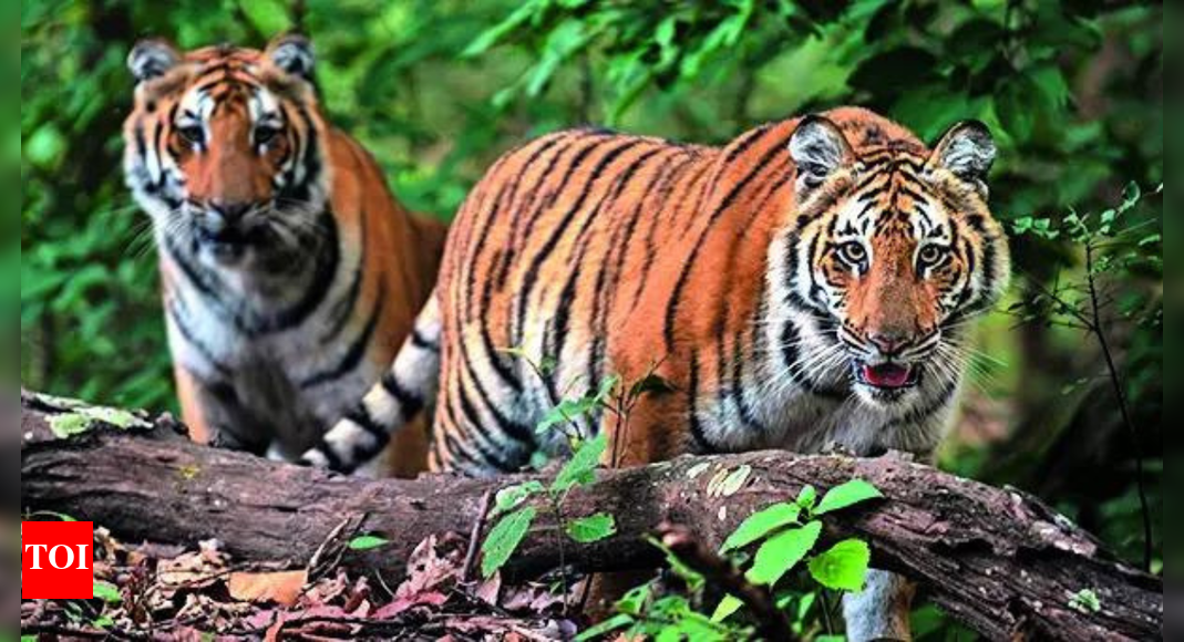 The Supreme Court is set to hear a plea to lift a seven-year-old stay on a CBI probe into tiger poaching in Corbett Tiger Reserve. The probe had suggested forest officials’ connivance with poachers. The CBI itself has sought vacation of the stay, citing preliminary findings of irregularities and cover-ups. An environmentalist argues the prolonged stay hinders dismantling poaching networks.  NEW DELHI: It is a classic case of how Supreme Court does not follow its own rulings. While it has repeatedly held any stay order in criminal matters should not continue for an unduly long time, its stay order on a CBI probe into poaching of animals in Corbett Tiger Reserve (CTR) has been in operation for the last seven years. Now, the apex court has agreed to hear a plea filed by an environmentalist from Uttarakhand seeking lifting of stay to allow CBI to complete its probe which had suggested “connivance of forest officers/officials with poachers”. Interestingly, CBI has also filed an application for vacation of order in which it mentioned the findings of a preliminary inquiry conducted by it.In this case, HC had in Sept 4, 2018 ordered a CBI probe into all poaching cases in the state in the past five years and to find out the “complicity, involvement or collusion” of serving forest department officials in these incidents after the court was informed that 40 tigers and 272 leopards have died in the state in the last two-and-half years. But the HC order was stayed by SC on Oct 22 of the same year, when it passed an ex-parte order on an appeal filed by a retired principal chief conservator of forest (wildlife) and chief wildlife warden of the state D S Khati.Appearing before a bench headed by CJI B R Gavai, advocate Govind Jee, representing environmentalist Atul Sati, mentioned the case and pleaded for early hearing. Agreeing with his plea, SC posted the hearing to Nov 17. The petitioner alleged HC passed the order after considering scientific reports submitted by Wildlife Institute of India and Wildlife Crime Control Bureau, and the prolonged stay has effectively stymied chances of detecting and dismantling the transnational, as well as trans state network, which was behind the poaching of tigers.Records of the case show that CBI also filed an application in 2023 for vacation of the order, and also mentioned the findings of its one-month probe before the stay order was passed by SC. The agency said it found various irregularities, including a deliberate attempt made by forest officials to cover up the death of a tiger.Referring to a case in which meat and skin of tiger and leopard were recovered, CBI said, “During inquiry by CBI of this case, photocopy of case records, as made available by the forest department have been scrutinised and 38 persons including forest officials, private persons and accused persons have been examined. CBI inquiry suggests the connivance of forest officers/officials with poachers.” It said the guidelines issued by National Tiger Conservation Authority (NTCA) in respect of death were not being followed in Corbett.”During inquiry, prima-facie connivance of officers/officials of forest department of Uttarakhand has emerged in some cases. Gross negligence of guidelines of NTCA by officers/officials of forest department was also seen,” it said in its report.”It is further submitted that the direction for a preliminary inquiry by CBI was passed by HC only after perusing the entire record, including the technical reports of Wildlife Institute of India, the report of the Wildlife Crime Control Bureau, and the communication issued by the head of forest force, Uttarakhand, all of which clearly indicate accountability of senior forest officials including the petitioner (Khati) himself, and in view of transnational as well as interstate nature of network of tiger poaching involved in the matter. The order, therefore, was a reasoned judicial determination founded on cogent material and appreciating the urgency, gravity as well as geographical spread of a network of tigers poachers, aimed to eliminate/ mitigate any future threat to safety of tigers,” the petition filed by Sati, said.End of ArticleFollow Us On Social MediaVideos’MMC’: PM Modi Mocks Congress After NDA’s Bihar Win; Calls It ‘Muslim League Maoist’ Party‘Abandoned Tribals To Their Fate’: PM Modi Accuses Congress Of Neglecting Tribal CommunitiesCDS General Anil Chauhan Highlights Inter-Service Jointness And Integration In Op SindoorEAM Jaishankar, Russian FM Lavrov To Hold Talks In Moscow On Nov 17 Ahead Of Putin’s India TripAir Marshal AK Bharti Reveals Why India Ended Operation Sindoor After Achieving Its Core ObjectiveWTO DG Okonjo-Iweala Lauds India’s Trade Strategy, Calls For Multilateral LeadershipPakistan Rejects Taliban Narrative And Says Rising Terror From Afghan Soil Can No Longer Be IgnoredNDA Sweeps Bihar, Nitish Kumar Prepares for 10th CM Oath; A Look Back at ‘Sushasan Babu’s’ JourneyPiyush Goyal Says India Ready For WTO Leadership, Rejects Reform Agendas Pushed By Developed NationsJ&K Police Confirm 9 Killed in Nowgam Blast After Explosives Recovered From Faridabad Blows Up123Photostories7 countries where people age beautifully (and what they teach us about longevity)5 style lessons from Michelle Obama every woman must learn5 jewellery pieces that can be made out of your mangalsutra6 ancient 10-minute yoga poses that will help sharpen memory and increase focus5 must-have pieces for a winter capsule wardrobeMahesh Babu to Priyanka Chopra: 5 best celebrity looks of the day5 easy exercises for shoulder painreliefSmelling this fragrance can instantly improve focus and supercharge the brain, and no, it’s not coffee6 easy and science-backed snacks that fight colon cancerMold Toxicity: How to recognize its symptoms that appear like a common cold123Hot PicksAlinagar Election ResultRaghopur Election ResultBihar Election Result 2025Gold rate todaySilver rate todayPublic Holidays NovemberBank Holidays NovemberTop TrendingCarey Price WifeArjun TendulkarTyreek HillsDubai Prince Sheikh Hamdan Net WorthZack RyderPat NarduzziJack DohertyWayne Gretzkys SonDak PrescottPercy Harvin