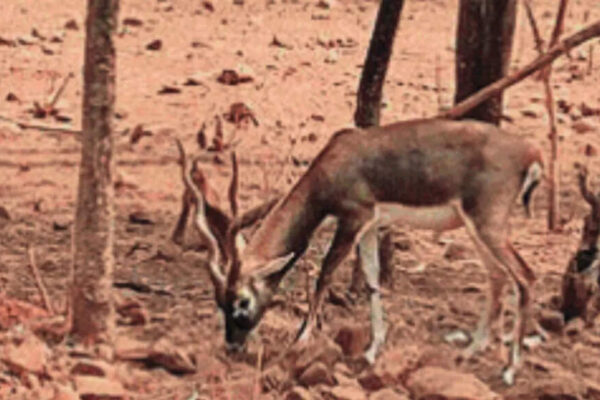 Karnataka: 28 blackbucks die at Belagavi zoo in 3 days; suspected bacterial infection