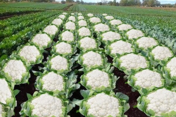 Assam Minister Ashok Singhal’s X post referencing “gobhi farming” after Bihar election results has ignited controversy. Critics believe it alludes to the 1989 Bhagalpur riots’ “cauliflower burial case,” where victims’ bodies were allegedly concealed under cauliflower fields. Social media users condemned the perceived insensitivity, prompting a response from Shashi Tharoor who denounced such massacres.  NEW DELHI: Assam minister Ashok Singhal’s X post on “gobhi farming” has sparked controversy. Following NDA’s landslide victory in the Bihar legislative elections, Assam’s minister of health and family welfare shared a picture of a cauliflower field with a caption, “Bihar approves gobhi farming.” Congress MO The social media since erupted in debates as to whether it referred to the infamous ‘cauliflower burial case’ that happened during the 1989 Bhagalpur riots.Social media users have expressed shock and disbelief after the minister appeared to reference a brutal massacre in a casual post, drawing widespread criticism for insensitivity and poor judgment. A user @isaifpatel quoted the post and called for Shashi Tharoor to get “influential Hindu leaders to condemn this normalisation of one of the worst pogroms perpetuated against Bihari Muslims.”In response, Shashi Throor stated that getting joint statements was not his job. He further went on to condemn the post as he wrote, “But as a passionate advocate of inclusive India and a proud Hindu, I can speak for myself, and for most Hindus I know, in saying that neither our faith nor our nationalism requires, justifies or condones such massacres, let alone applauds them.”During the 1989 riots in Bihar’s Bhagalpur, also known as the Logain massacre, killings of more than 100 muslims were reported. After the bodies of the victims were buried, to conceal the evidence, cauliflower saplings were planted all over the graves. The timing becomes important too because it happened just weeks before the general elections in which Congress government lost ground across much of North India.About the AuthorTOI News DeskThe TOI News Desk comprises a dedicated and tireless team of journalists who operate around the clock to deliver the most current and comprehensive news and updates to the readers of The Times of India worldwide. With an unwavering commitment to excellence in journalism, our team is at the forefront of gathering, verifying, and presenting breaking news, in-depth analysis, and insightful reports on a wide range of topics. The TOI News Desk is your trusted source for staying informed and connected to the ever-evolving global landscape, ensuring that our readers are equipped with the latest developments that matter most.”Read MoreEnd of ArticleFollow Us On Social MediaVideosKerala: RSS Worker Dies By Suicide After BJP Denies Local Body Poll Ticket In Thiruvananthapuram1 Dead, Several Feared Trapped As Portion Of Stone Mine Collapses In UP’s Sonbhadra; Rescue Ops On”I have no family…” Rohini Acharya Cuts Ties With Lalu Clan, Exits Politics Post-RJD DefeatRK Singh Slams Bihar BJP Suspension, Says He Only Opposed Tickets to Criminal Candidates‘Premature to Speculate’: Tharoor Hits Back at Farooq Abdullah Over Operation Sindoor Remarks‘Nitish Still X-Factor’ Pavan Verma Decodes Why Jan Suraaj Couldn’t Break Through in Bihar PollsIndian Coast Guard Holds Massive Rescue Drill in Paradip; Focus on Coastal Preparedness’MMC’: PM Modi Mocks Congress After NDA’s Bihar Win; Calls It ‘Muslim League Maoist’ Party‘Abandoned Tribals To Their Fate’: PM Modi Accuses Congress Of Neglecting Tribal CommunitiesCDS General Anil Chauhan Highlights Inter-Service Jointness And Integration In Op Sindoor123Photostories7 quotes on leadership every kid should knowChennai Faces Pet Microchipping Meltdown: Huge Queues, Price Shocks and Rising FrustrationHow Bengaluru’s PRR Will Navigate Through Jarakabande Kaval Forest With Elevated FlyoverPregnant Bharti Singh opens up about her rapidly rising sugar levels; expresses concern for the baby; says ‘I am going to be scolded by the doctor’New Choices for Flyers: Navi Mumbai Airport Opens December 25, More Airlines Lining UpBengaluru’s Hebbal Relief Soon? New Ramp Nears Completion, Promising Smoother Mehkri Circle TrafficFlying into the future: Will drone taxis take off in Andhra Pradesh by 2027?7 animals whose names begin with the letter U!Dino Morea, Milind Soman to Jugal Hansraj: The unforgettable 90s heroes who became India’s first big crushes7 things successful kids do differently123Hot PicksAlinagar Election ResultRaghopur Election ResultBihar Election Result 2025Gold rate todaySilver rate todayPublic Holidays NovemberBank Holidays NovemberTop TrendingKayla NicoleArjun TendulkarVasai School MaharashtraDubai Prince Sheikh Hamdan Net WorthRCB IPL RetentionBengaluru Techie Shoes MissingUS VisaWayne Gretzkys SonDak PrescottPercy Harvin